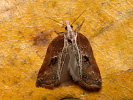 Obaleč - Acleris cristana