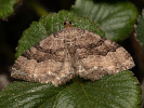 Píďalka jarní - Hydria cervinalis