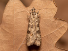 Wanderzünsler - Nomophila noctuella