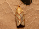Obaleč pelyňkový - Clepsis pallidana
