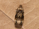 Obaleč - Endothenia gentianaeana
