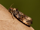 Obaleč - Endothenia gentianaeana