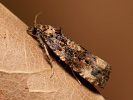 Obaleč - Endothenia gentianaeana