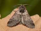 Hranostajník jívový - Furcula furcula