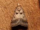 Zavíječ - Stemmatophora brunnealis