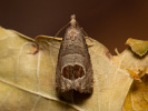 Obaleč ostružníkový - Notocelia uddmanniana