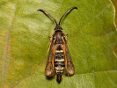 Nesytka lumčí - Bembecia ichneumoniformis