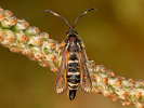 Nesytka lumčí - Bembecia ichneumoniformis