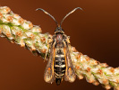 Nesytka lumčí - Bembecia ichneumoniformis