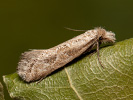 Mol - Ateliotum hungaricellum