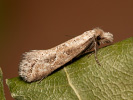 Mol - Ateliotum hungaricellum