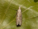 Mol - Ateliotum hungaricellum