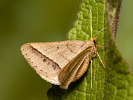 Kropenatec čičorkový - Tephrina arenacearia