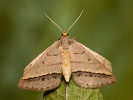 Kropenatec čičorkový - Tephrina arenacearia