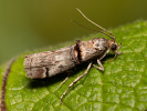 Zavíječ - Trachonitis cristella