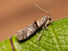 Zavíječ - Trachonitis cristella