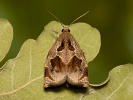 Obaleč hlohový - Archips crataegana