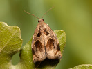 Obaleč hlohový - Archips crataegana