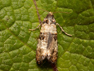 Obaleč - Phtheochroa pulvillana