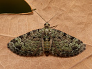 Píďalička jabloňová - Pasiphila rectangulata