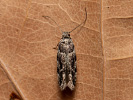  - Recurvaria nanella