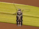 - Recurvaria nanella