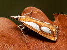 Travařík metlicový - Catoptria pinella