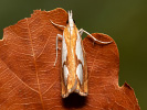 Travařík metlicový - Catoptria pinella