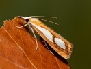 Travařík metlicový - Catoptria pinella