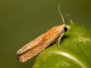 Obaleč - Eucosma hohenwartiana