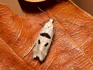  - Mirificarma cytisella