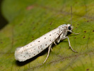 Předivka zhoubná - Yponomeuta evonymella