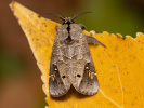 Vztyčnořitka topolová - Clostera anachoreta