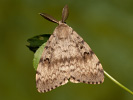 Bekyně velkohlavá