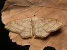 Žlutokřídlec kručinkový - Idaea aversata