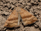 Zobonosec kopřivový - Hypena proboscidalis
