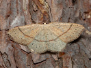 Očkovec dubový - Cyclophora punctaria