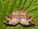 Píďalka jitrocelová - Xanthorhoe spadicearia