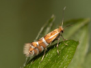 Klíněnka - Phyllonorycter ulmifoliella
