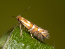 Klíněnka - Phyllonorycter ulmifoliella