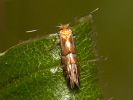 Klíněnka - Phyllonorycter ulmifoliella
