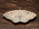 Očkovec olšový - Cyclophora albipunctata