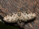 Píďalička borová - Eupithecia tantillaria