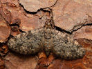 Píďalička borová - Eupithecia tantillaria