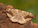 Srpokřídlec vrbový - Drepana falcataria