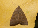 Blýskavka topolová - <i>Ipimorpha subtusa</i>
