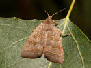 Blýskavka topolová - <i>Ipimorpha subtusa</i>