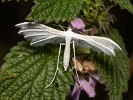 Pernatuška trnková - <i>Pterophorus pentadactyla</i>