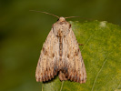 Šedavka žlutavá - <i>Apamea lithoxylea</i>