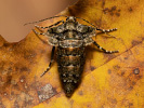 Tmavoskvrnáč zlatavý - <i>Agriopis aurantiaria</i>